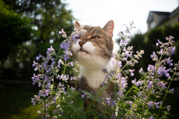 4,700+ Cat Smelling Plant Stock Photos, Pictures & Royalty-Free Images ...