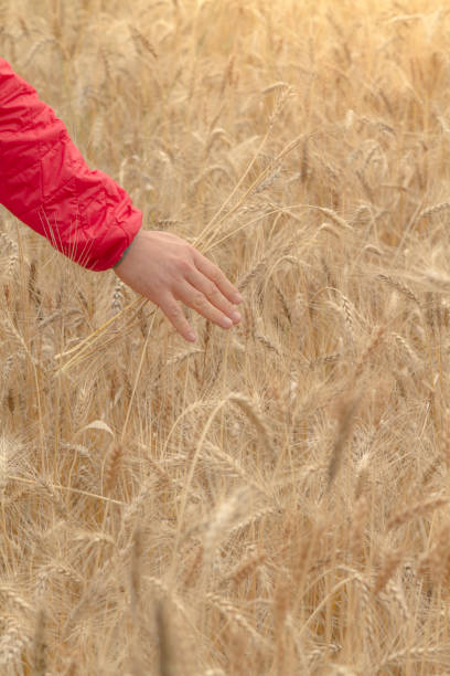 golden yellow wheat field in a cloudy day at ecuadorian highlands - wheat freedom abundance human hand imagens e fotografias de stock