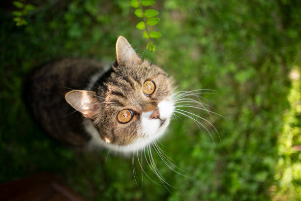istock cat high angle view portrait sitting on green lawn looking up curiously 1327838818