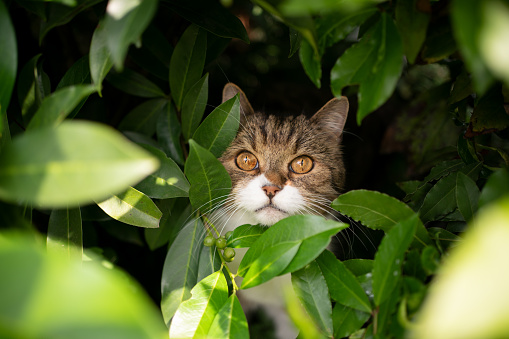 cute cat hiding in a green bush looking up at camera