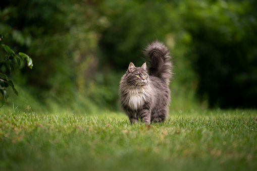 gray longhair maine coon cat with fluffy tail outdoors in green back yard standing on lawn observing