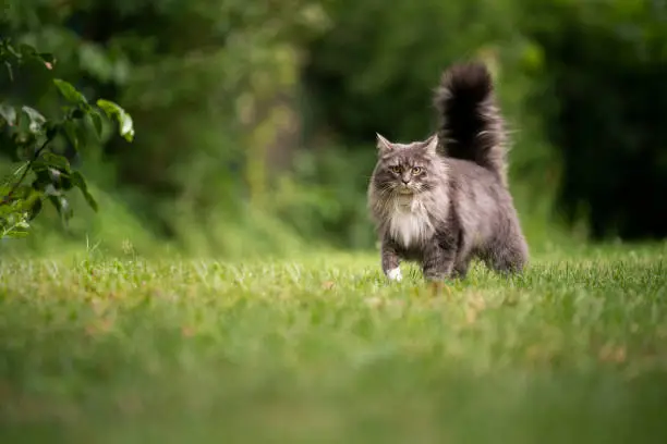 gray longhair maine coon cat with fluffy tail outdoors in green back yard walking on lawn looking at camera