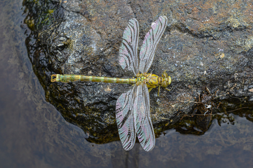 Dragonfly on a rock