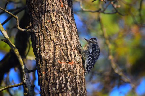 istock Yellow-Bellied Sapsucker 1327839838