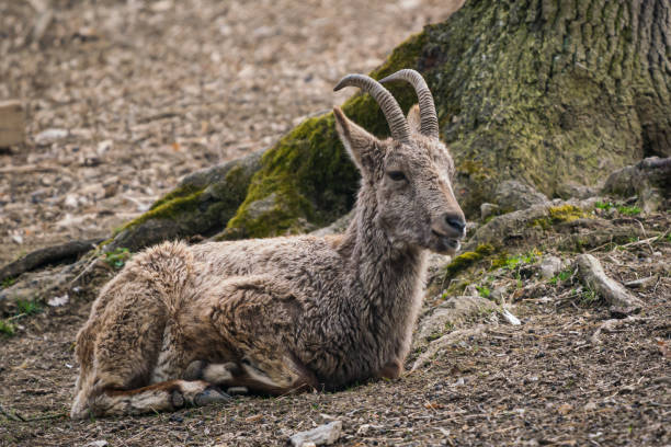 istock Female Siberian ibex, Capra sibirica 1327839875