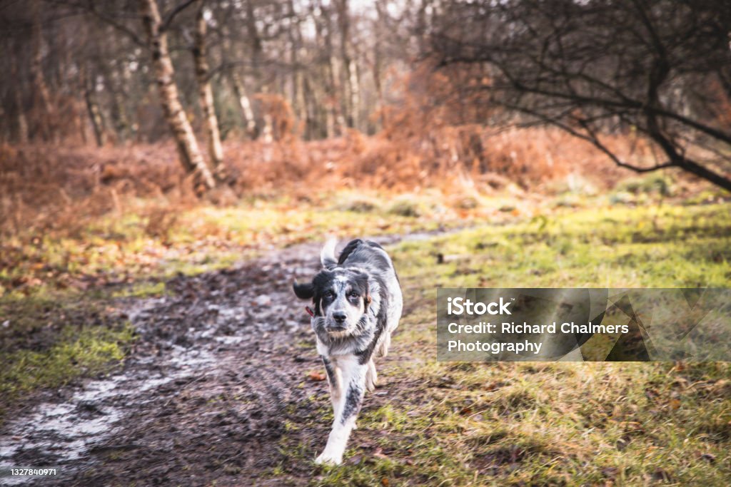 Happy Dogs Outside Dog playing and enjoying walk in the countryside Animal Stock Photo