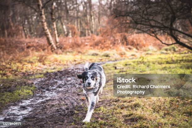 Happy Dogs Outside Stock Photo - Download Image Now - Animal, Cheerful, Color Image