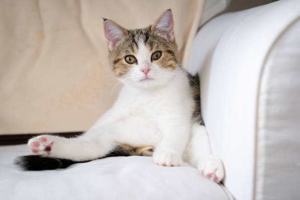 istock scottish straight kitten relax and play with soft focus background 1327840979