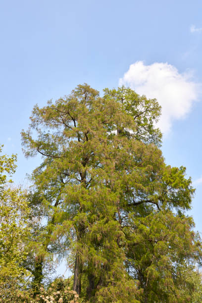 istock Taxodium distichum tree in springtime 1327842563