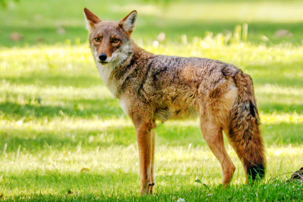istock Coyote Standing On Garden Lawn 1327842667
