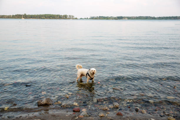 Two year old cockapoo playing with his ball in the water