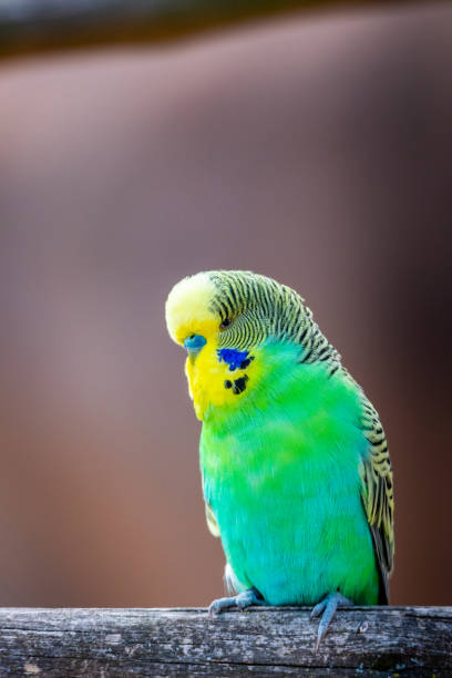 istock Budgerigar bird (latin name Melopsittacus undulatus). Multiple colored bird is famous pet. 1327843725