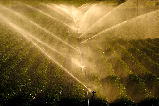 Farm field with sprinklers spraying irrigation water backlit by sunlight