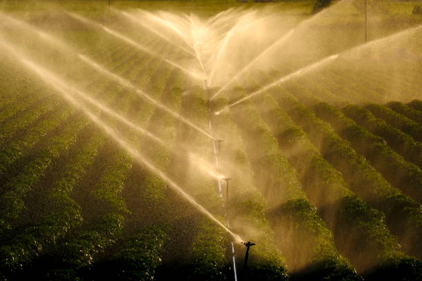 Farm field with sprinklers spraying irrigation water backlit by sunlight stock photo