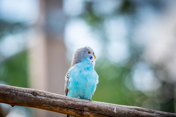 istock Budgerigar bird (latin name Melopsittacus undulatus). Multiple colored bird is famous pet. 1327843744