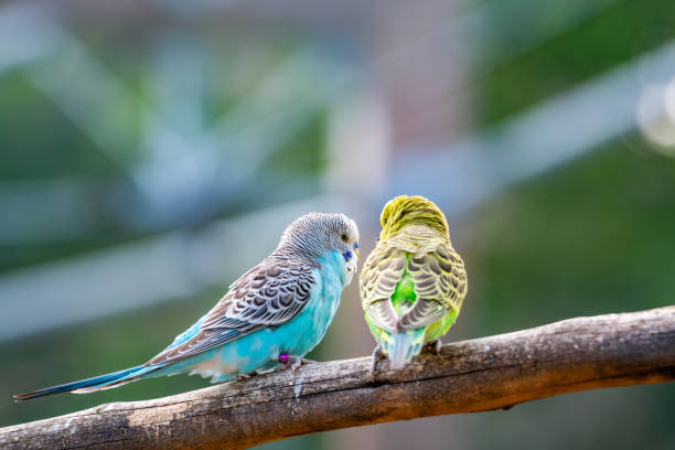 istock Budgerigar bird (latin name Melopsittacus undulatus). Multiple colored bird is famous pet. 1327843753