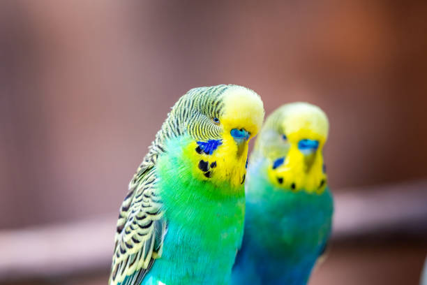 istock Budgerigar bird (latin name Melopsittacus undulatus). Multiple colored bird is famous pet. 1327843775