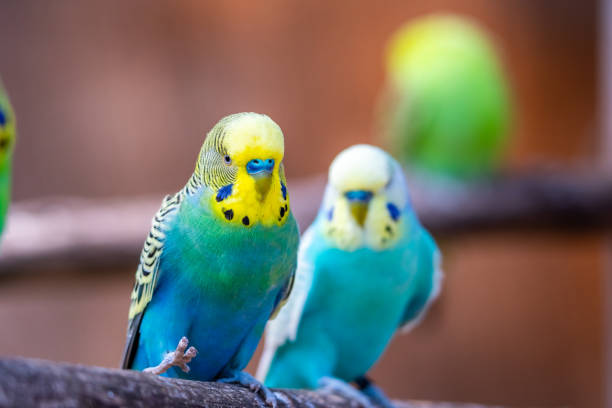 istock Budgerigar bird (latin name Melopsittacus undulatus). Multiple colored bird is famous pet. 1327843815