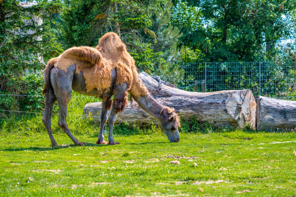 two humped camel (latin name camelus bactrianus), detail of animal. - bactrianus imagens e fotografias de stock