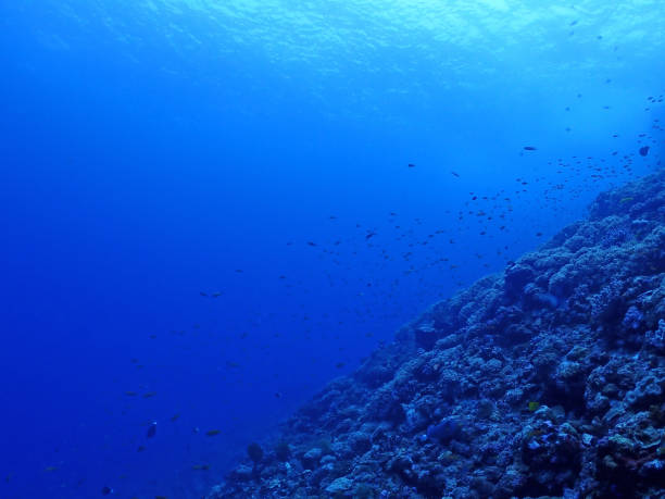 istock Scuba diving,coral, Kerama Okinawa 1327847640