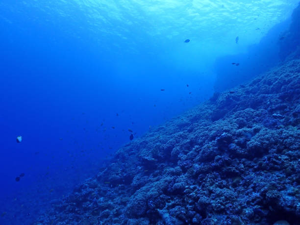 istock Scuba diving,coral, Kerama Okinawa 1327847664