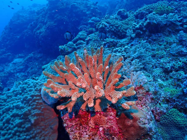 istock Coral reef/Kerama Islands 1327847728
