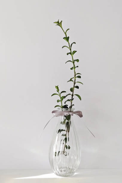 istock Modern transparent glass vase with plant on white 1327847762