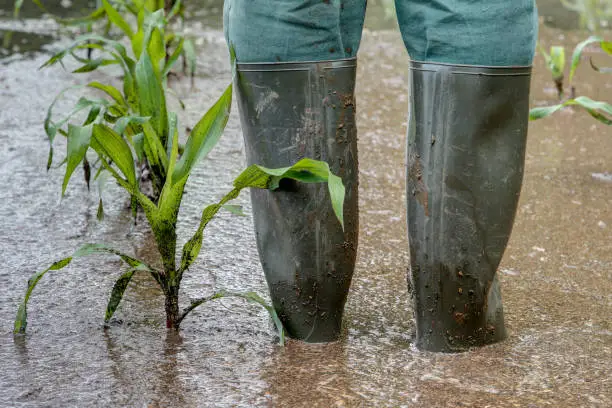 A farmer stands in his flooded maize field with rubber boots. Extreme weather such as torrential rain, causing more and more crop failures.