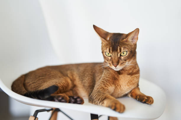 istock Beautiful Bengal cat sitting on a chair 1327847990