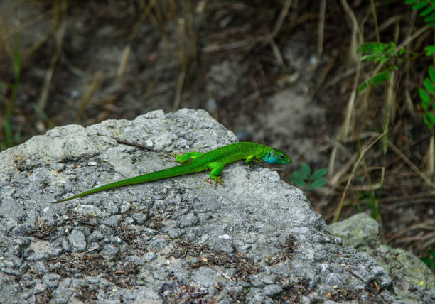 istock Bright green lizard with long tail sitting on the stone 1327848753