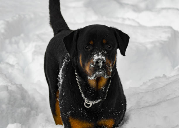 istock Rottweiler in snow 1327850386