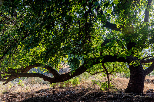 Old tree branch growing parallel to the ground in backlight.