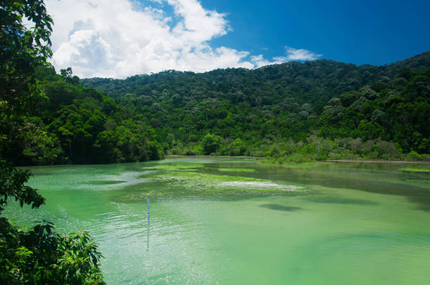 A unique salt and fresh water meromictic lake within the Penang National park reserve on a sunny summer day in Malaysia.