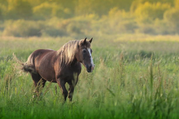 istock Polish wild horse 1327851852