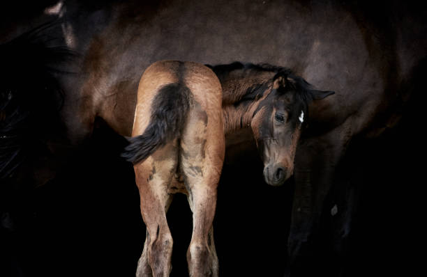 potro recién nacido con madre de caballo, potro de pura sangre y yegua aislada sobre negro. - foal mare horse newborn animal fotografías e imágenes de stock