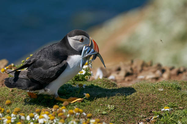 istock Puffin with sandeels in its beak 1327852860