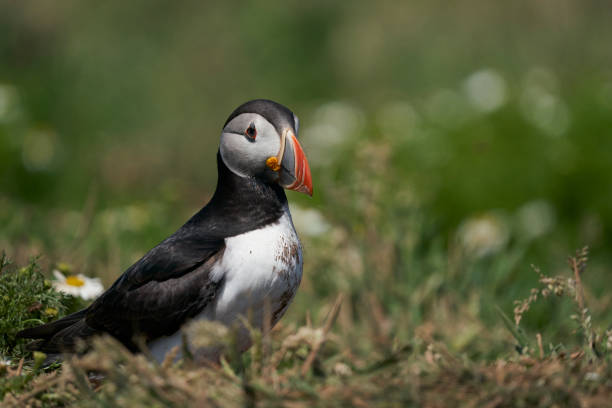 istock Puffin on Skomer Island 1327852909