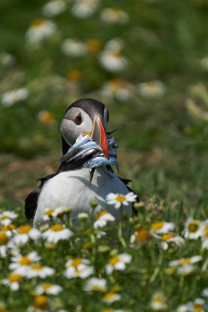 istock Puffin carrying fish in its beak 1327852924