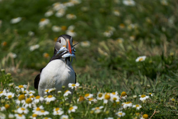 istock Puffin carrying fish in its beak 1327852951