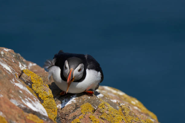 istock Puffin on the cliffs of Skomer Island 1327853032