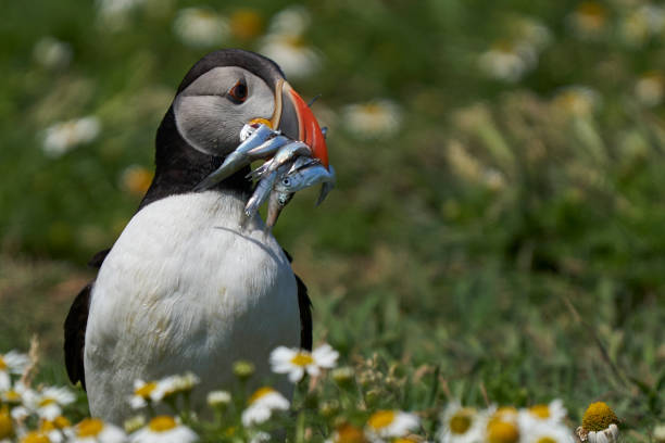 istock Puffin carrying fish in its beak 1327853135