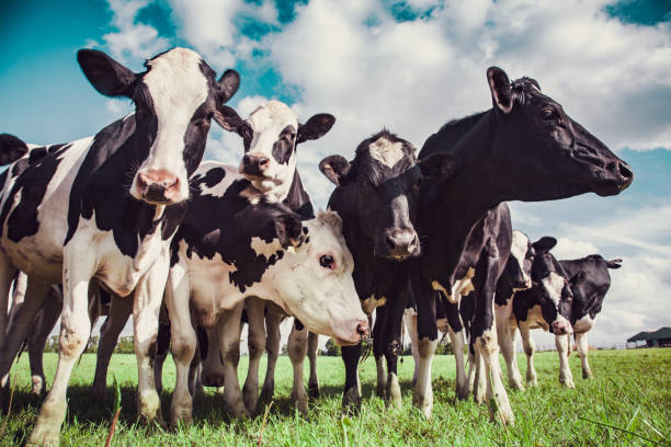 istock Group of Holstein cows 1327853254