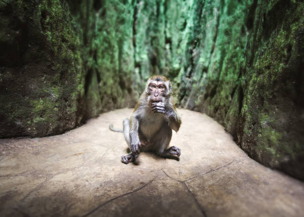 monkey is sitting on the ground in a cave in kuala lumpur - malaysia
