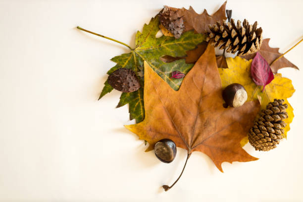 istock Autumn composition with leaves on a white background and empty space for text 1327856676