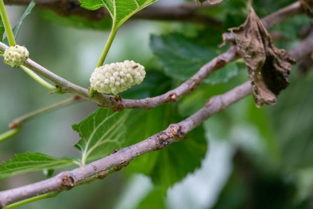 istock Mulberry Tree And Mulberries With Green Leaves 1327857564