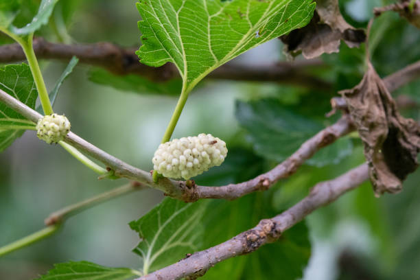 istock Mulberry Tree And Mulberries With Green Leaves 1327857596