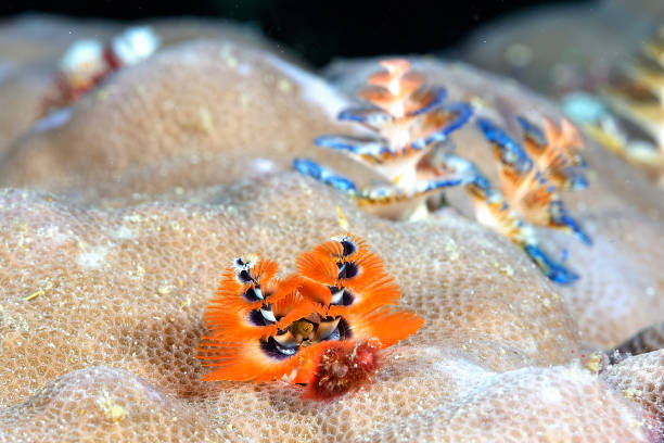 istock A picture of a colored Christmas tree worm 1327857865