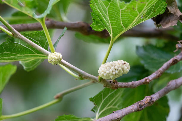 istock Mulberry Tree And Mulberries With Green Leaves 1327857976