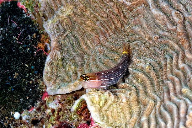 istock A beautiful picture of a tiny white lined combtooth blenny 1327858051