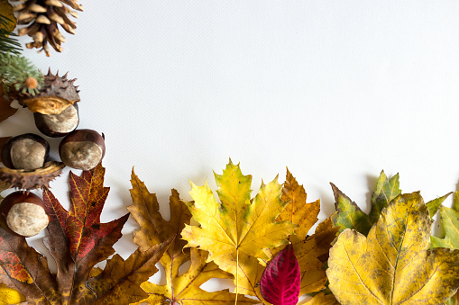 Autumn composition with leaves, pine cone and chestnut-food on a white background and empty space for text. Autumn leaves and fruits of the tree.
